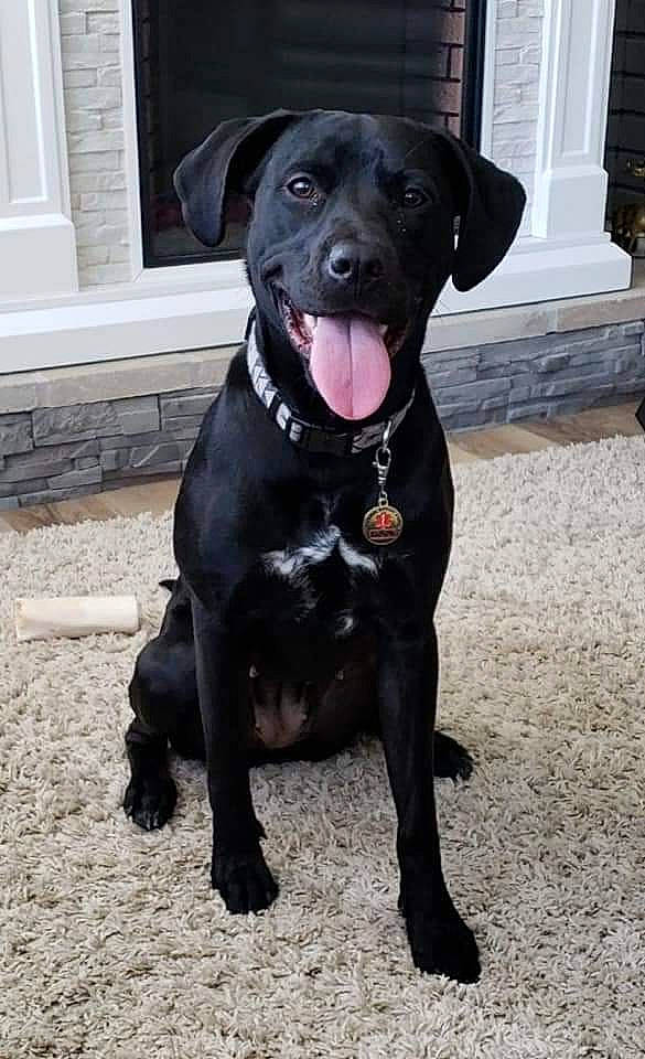 Stella joined the competition — help win amazing prizes! black, canidae, carnivore, collar, companion_dog, dog, dog_breed, floor, flooring, fur, grey, mammal, neck, pet_supply, skin, snout, sporting_group, terrestrial_animal, whiskers, working_animal