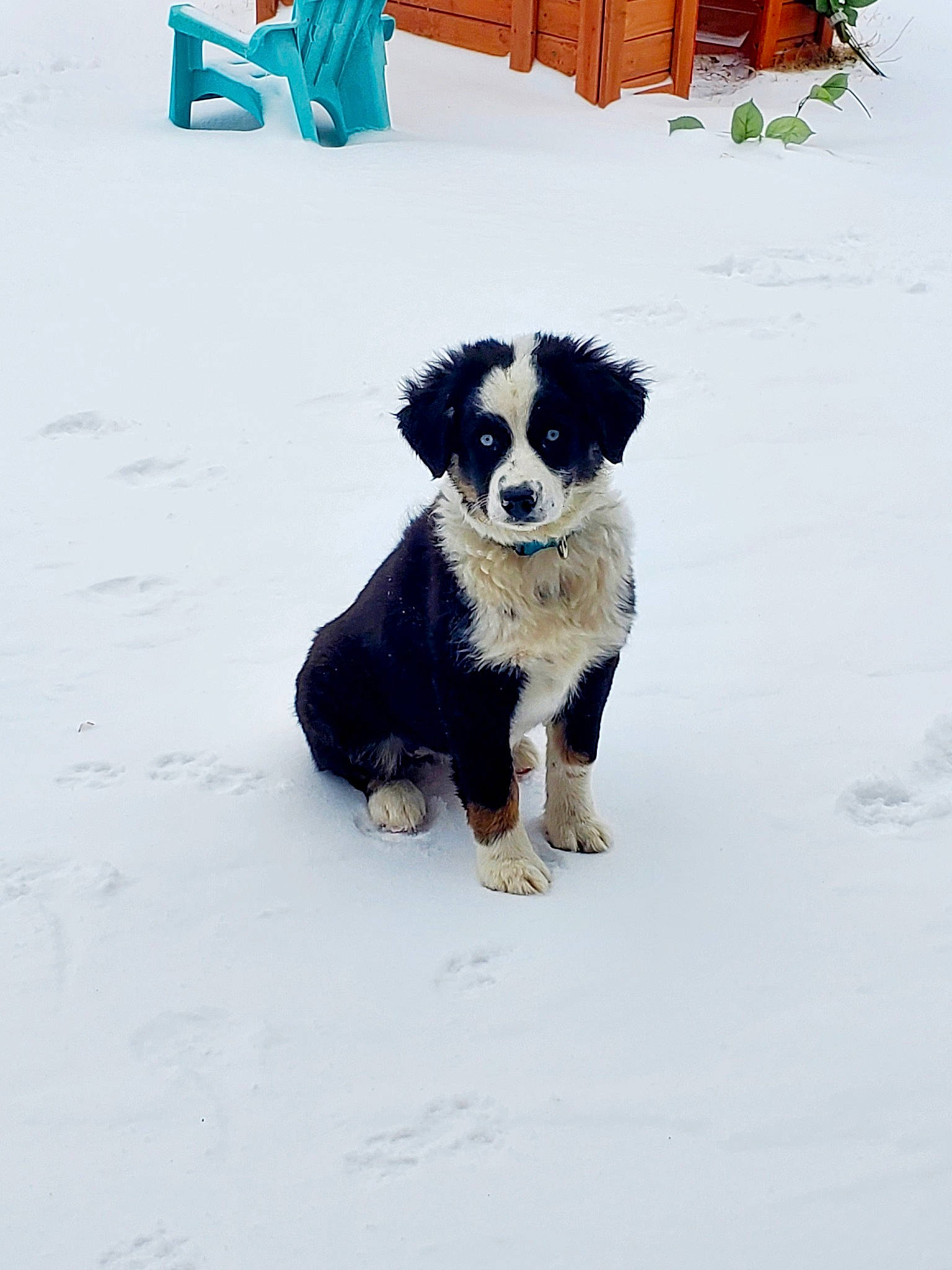 Rize is registered to the contest to win money with this photo: canidae, carnivore, collar, companion_dog, dog, dog_breed, dog_collar, dog_supply, electric_blue, freezing, fur, herding_dog, pet_supply, recreation, snout, snow, sporting_group, tail, winter, working_animal