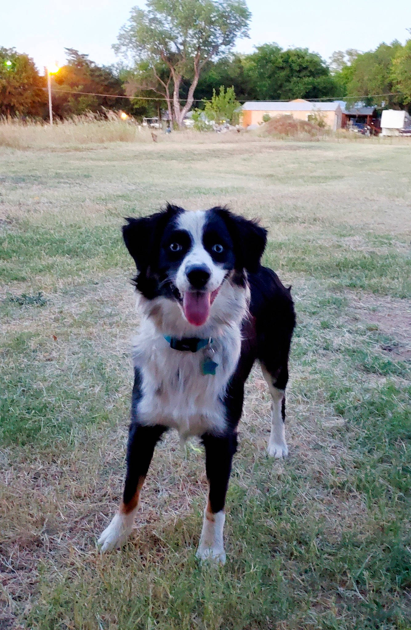 Rize is registered to the contest to win money with this photo: border_collie, canidae, carnivore, chair, collar, companion_dog, dog, dog_breed, grass, gun_dog, herding_dog, plant, recreation, sky, soil, sporting_group, tail, tree, working_animal, working_dog