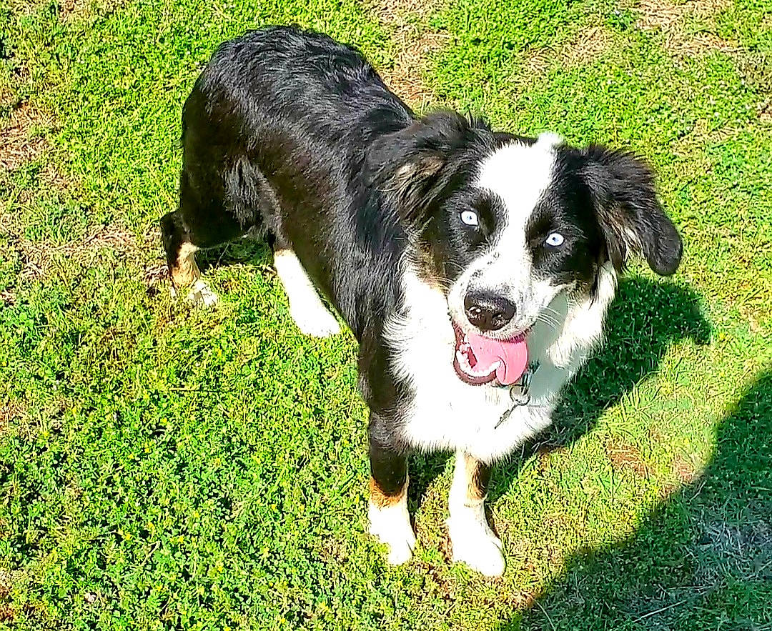 Rize is registered to the contest to win money with this photo: border_collie, canidae, carnivore, companion_dog, dog, dog_breed, grass, groundcover, herding_dog, paw, plant, snout, sporting_group, tail, terrestrial_animal, working_animal, working_dog