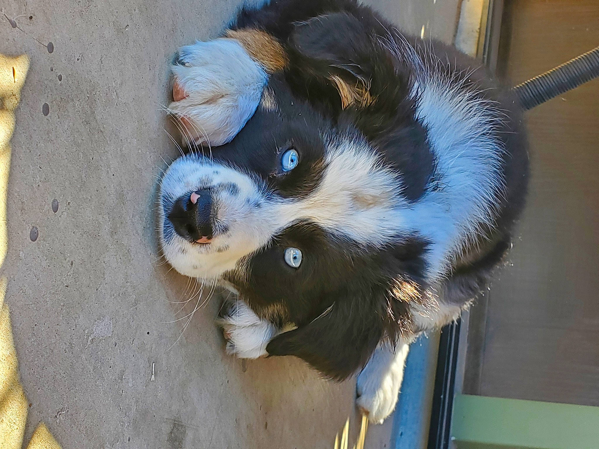 Rize joined the competition — help win amazing prizes! art, canidae, carnivore, claw, companion_dog, dog, dog_breed, dog_supply, fur, paw, snout, sporting_group, terrestrial_animal, whiskers, working_animal, working_dog