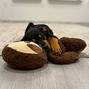 Panther is registered to the contest to win money with this photo: puppy, dog, sleeping, stuffed_animal, toy, brown, black, floor, wooden_floor, carpet, indoor, cute, pet, animal, cozy, napping, resting, young_dog, soft_toy, relaxation