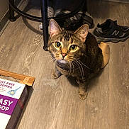 Lincoln is registered to the contest to win money with this photo: cat, tabby_cat, floor, wooden_floor, indoor, stool, sneakers, box, pet, animal, curious, looking_up, whiskers, ears, furniture, flooring, domestic, closeup, brown, striped