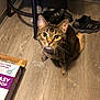 cat, tabby_cat, floor, wooden_floor, indoor, stool, sneakers, box, pet, animal, curious, looking_up, whiskers, ears, furniture, flooring, domestic, closeup, brown, striped