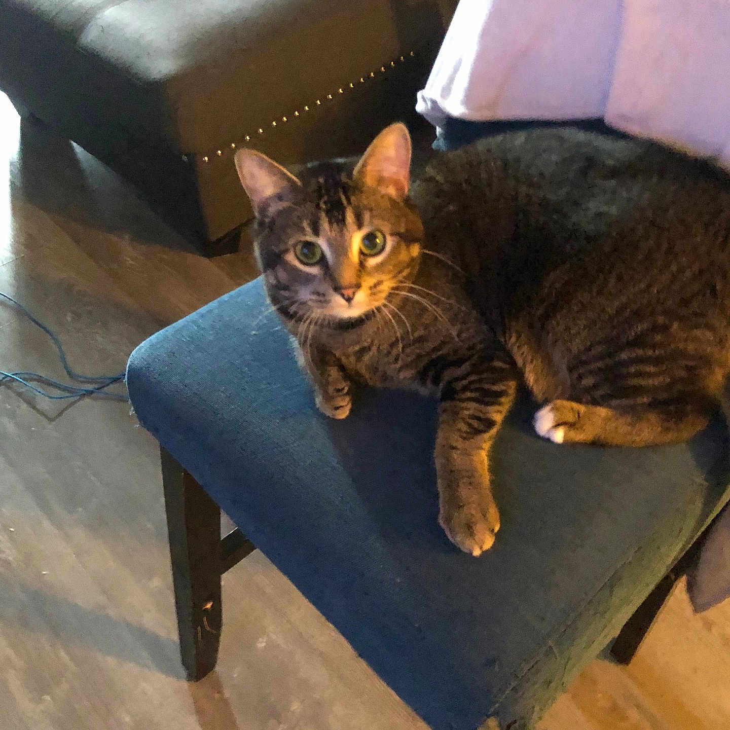 Lincoln joined the competition — help win amazing prizes! animal, blanket, blue_chair, cat, chair, cozy, curious, cushion, domestic, feline, floor, furniture, home, indoor, looking, pet, resting, scratched_fabric, tabby_cat, wooden_floor