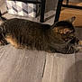 cat, tabby, indoor, floor, wooden_floor, furniture, chair, box, pet, animal, striped, relaxed, home, laying_down, paws, ears, whiskers, domestic_cat, brown, gray