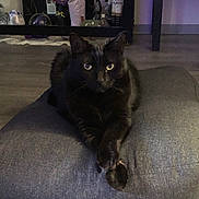 Luna joined the competition — help win amazing prizes! black_cat, cat, indoor, cushion, furniture, decor, crossed_paws, shelf, nutcracker, flower_vase, wood_floor, pet, animal, relaxed, home, cozy, domestic, table, ornament, quiet