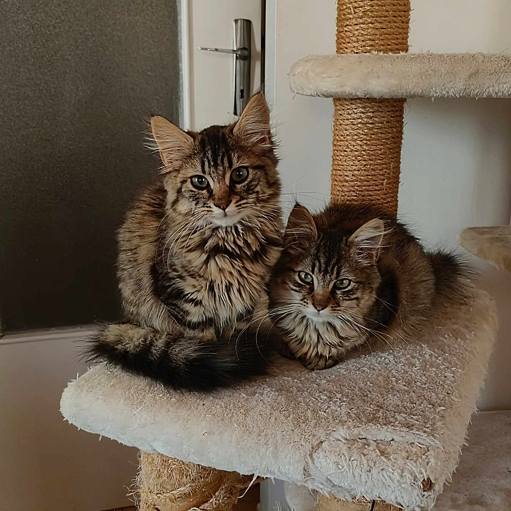 Kida Et Kovu participe au concours pour gagner de l'argent avec cette photo : abyssinian, animal, architecture, armchair, building, cat, chair, couch, cushion, furniture, hardwood, homedecor, indoors, kitten, livingroom, manx, pet, room, shelf, wood