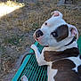 animal, bench, black_patch, canine, collar, daylight, dog, ears, fur, grass, leash, looking_back, metal_bench, nature, outdoor, park, pet, resting, summer, white