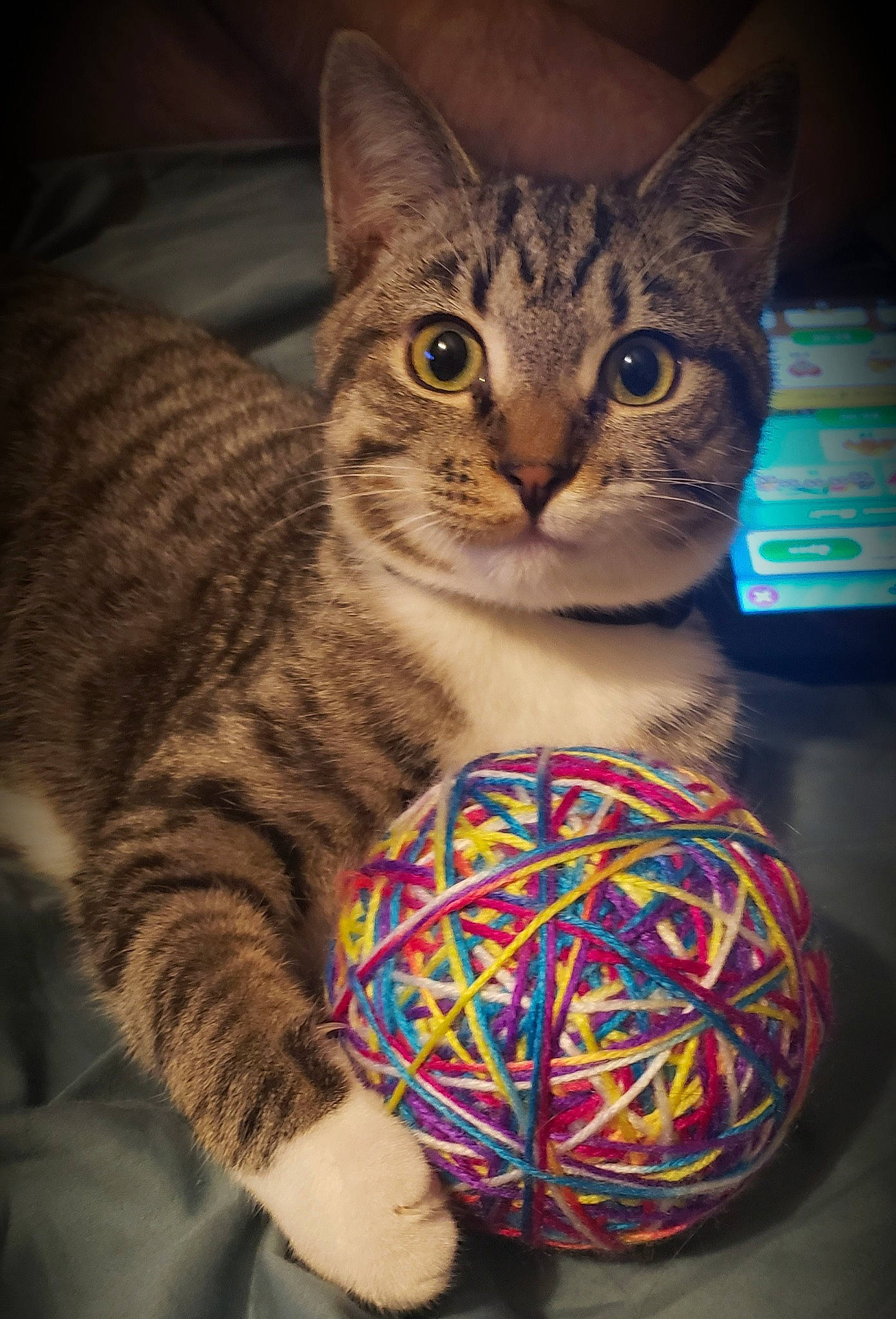 Maverick joined the competition — help win amazing prizes! american_shorthair, asian, bengal, california_spangled, carnivore, cat, domestic_short_haired_cat, european_shorthair, felidae, kitten, ocicat, pixie_bob, small_to_medium_sized_cats, tabby_cat, textile, thread, toyger, whiskers, wool