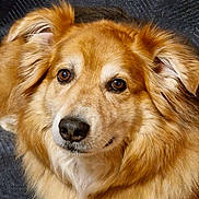 Loulou a rejoint le concours — aidez-le/la à gagner de superbes lots ! dog, golden_fur, fluffy, pet, animal, portrait, close_up, brown_eyes, canine, mammal, cute, indoor, looking_at_camera, soft_fur, ears, snout, nose, whiskers, relaxed, companion
