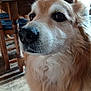 Loulou participe au concours pour gagner de l'argent avec cette photo : dog, close_up, indoor, wooden_table, wooden_chair, furry, pet, animal, domestic, brown_fur, white_fur, floor, natural_light, whiskers, nose, eyes, calm, portrait, house, furniture
