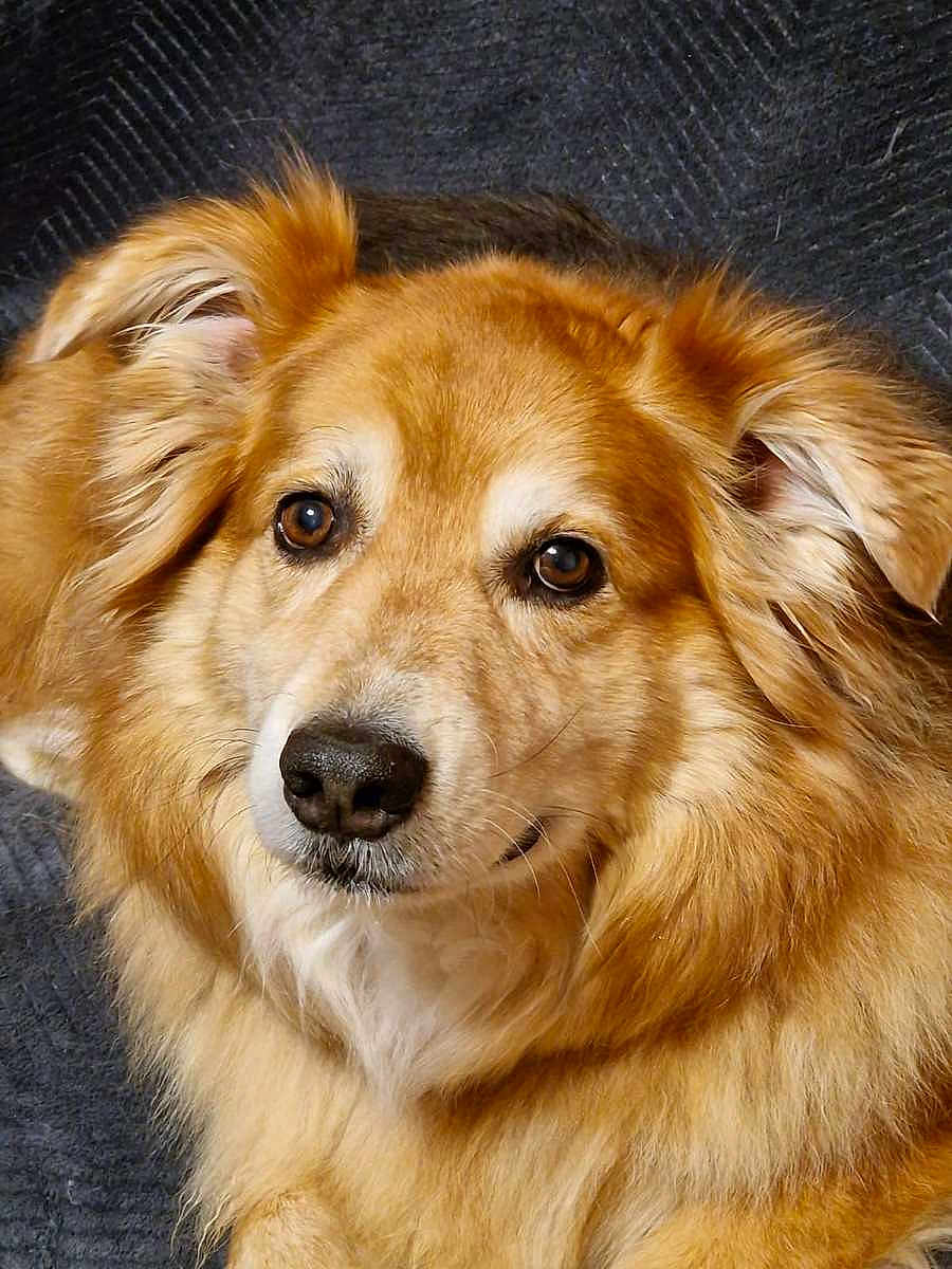 Loulou a rejoint le concours — aidez-le/la à gagner de superbes lots ! dog, golden_fur, fluffy, pet, animal, portrait, close_up, brown_eyes, canine, mammal, cute, indoor, looking_at_camera, soft_fur, ears, snout, nose, whiskers, relaxed, companion