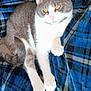 Lavender joined the competition — help win amazing prizes! cat, animal, pet, feline, gray, white, yellow_eyes, fur, whiskers, paws, blanket, plaid, blue, cozy, resting, indoor, cute, relaxed, looking, comfort