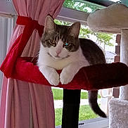 Lavender joined the competition — help win amazing prizes! cat, cat_tree, window, curtains, indoor, pet, feline, relaxed, perch, fur, animal, looking, pink, red, green, tail, white, gray, home, cozy
