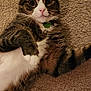 Spruce is registered to the contest to win money with this photo: alert, animal, carpet, cat, close_up, cute, domestic_cat, feline, fur, house_pet, indoor, laying_down, paw, pet, pink_nose, relaxed, striped, tabby, whiskers, wide_eyes