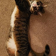 Spruce joined the competition — help win amazing prizes! animal, carpet, cat, collar, curious, cute, domestic, ears, feline, fur, indoor, mammal, paws, pet, relaxed, stretching, tabby, tail, whiskers, wide_eyes