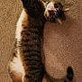 animal, carpet, cat, collar, curious, cute, domestic, ears, feline, fur, indoor, mammal, paws, pet, relaxed, stretching, tabby, tail, whiskers, wide_eyes