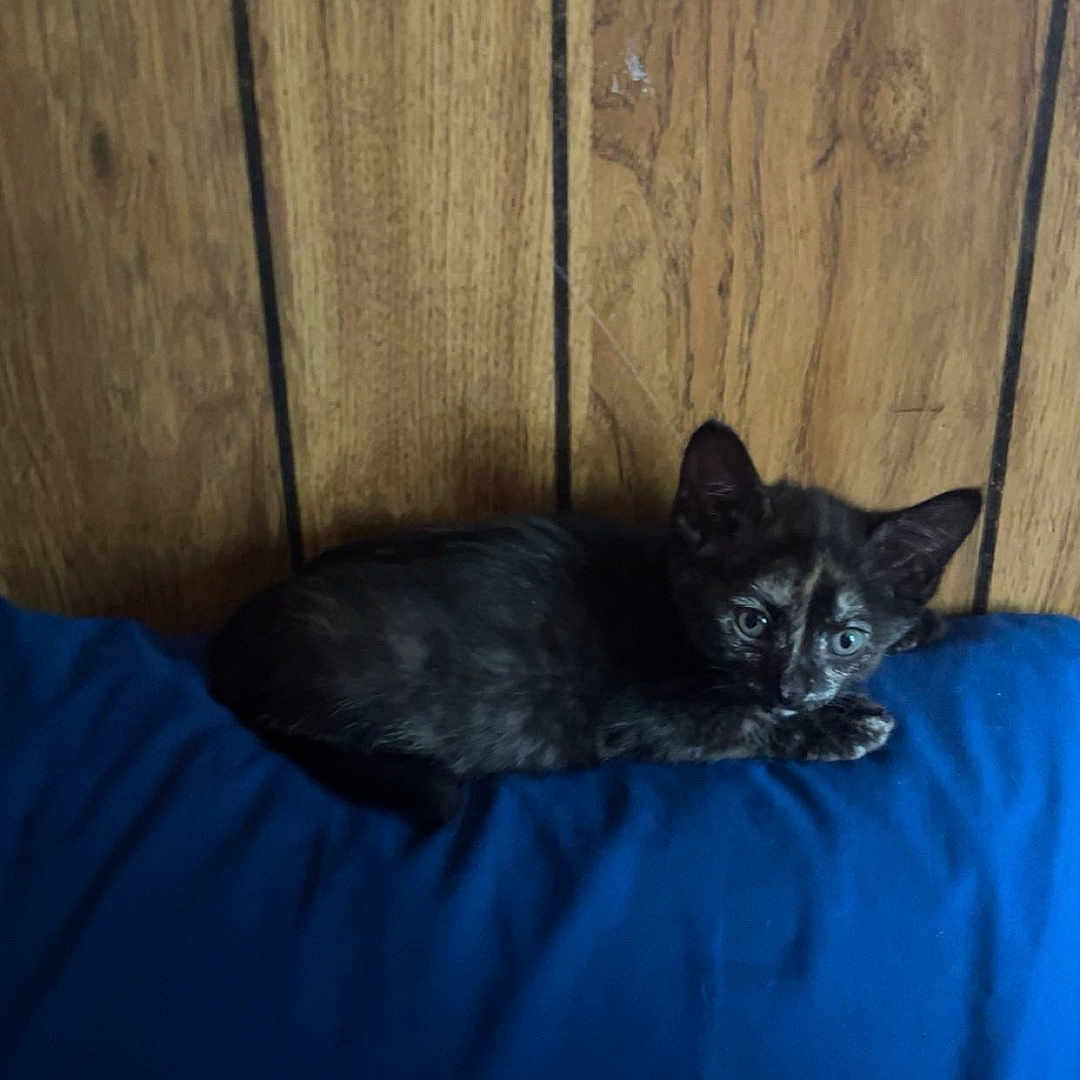 Precious Or Angel is registered to the contest to win money with this photo: animal, blue_pillow, cat, cozy, curious, ears, eyes, feline, fur, home, indoor, kitten, laying, pet, quiet, resting, small, tortoiseshell, wooden_wall, young