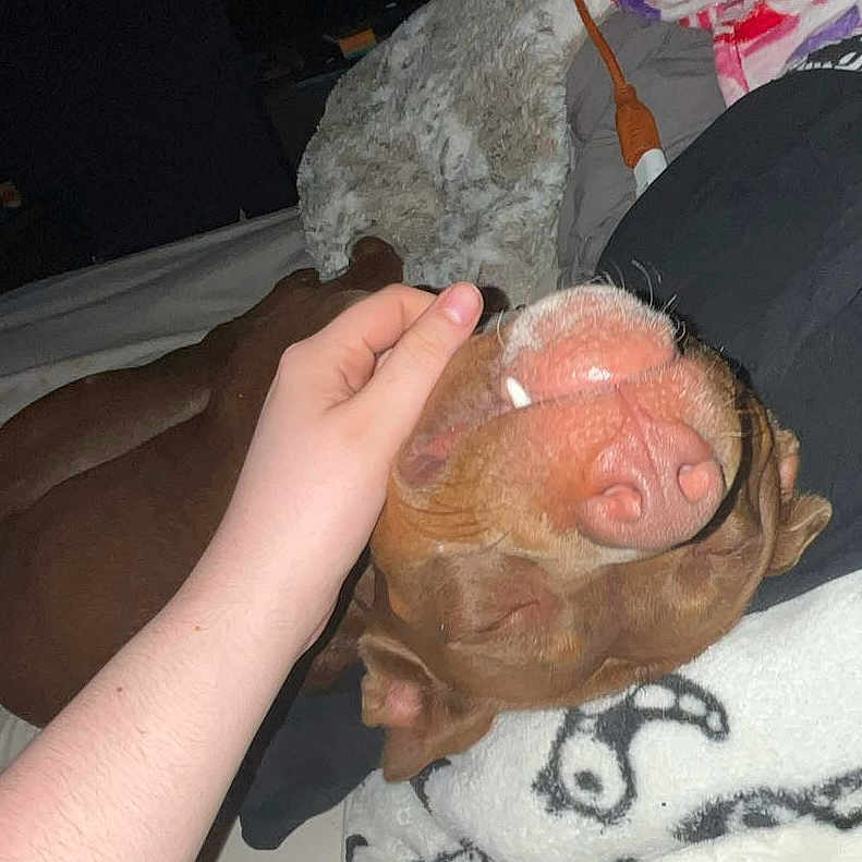 Prince is registered to the contest to win money with this photo: animal, bed, blanket, brown, closeup, comfort, cozy, cute, dog, fur, hand, happy, indoor, nose, paw, pet, relaxed, scratching, sleeping, tooth