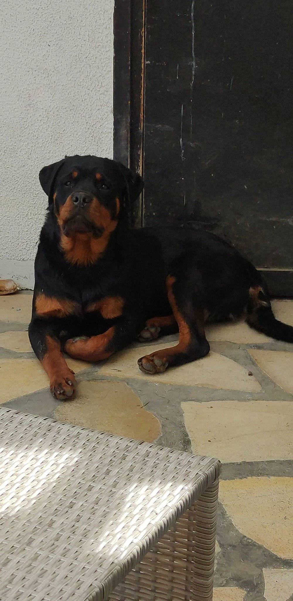 Panzer participe au concours pour gagner de l'argent avec cette photo : beaglier, brown, canidae, carnivore, companion_dog, dog, dog_breed, fawn, flooring, guard_dog, hound, hunting_dog, rottweiler, snout, sporting_group, terrestrial_animal, working_animal, working_dog