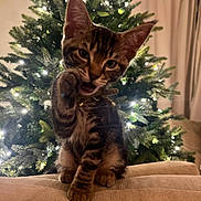 Blue is registered to the contest to win money with this photo: kitten, cat, tabby, paw, christmas_tree, lights, couch, indoor, pet, animal, feline, cute, holiday, decorations, cozy, playful, young, fur, whiskers, collar