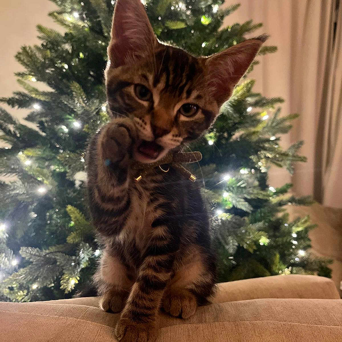 Blue is registered to the contest to win money with this photo: animal, cat, christmas_tree, collar, couch, cozy, cute, decorations, feline, fur, holiday, indoor, kitten, lights, paw, pet, playful, tabby, whiskers, young