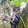 Lyo a rejoint le concours — aidez-le/la à gagner de superbes lots ! animal, branch, cat, climbing, closeup, curious, daylight, forest, fur, greenery, mammal, moss, nature, outdoor, paw, tabby, tree, whiskers, wide_eyes, wildlife
