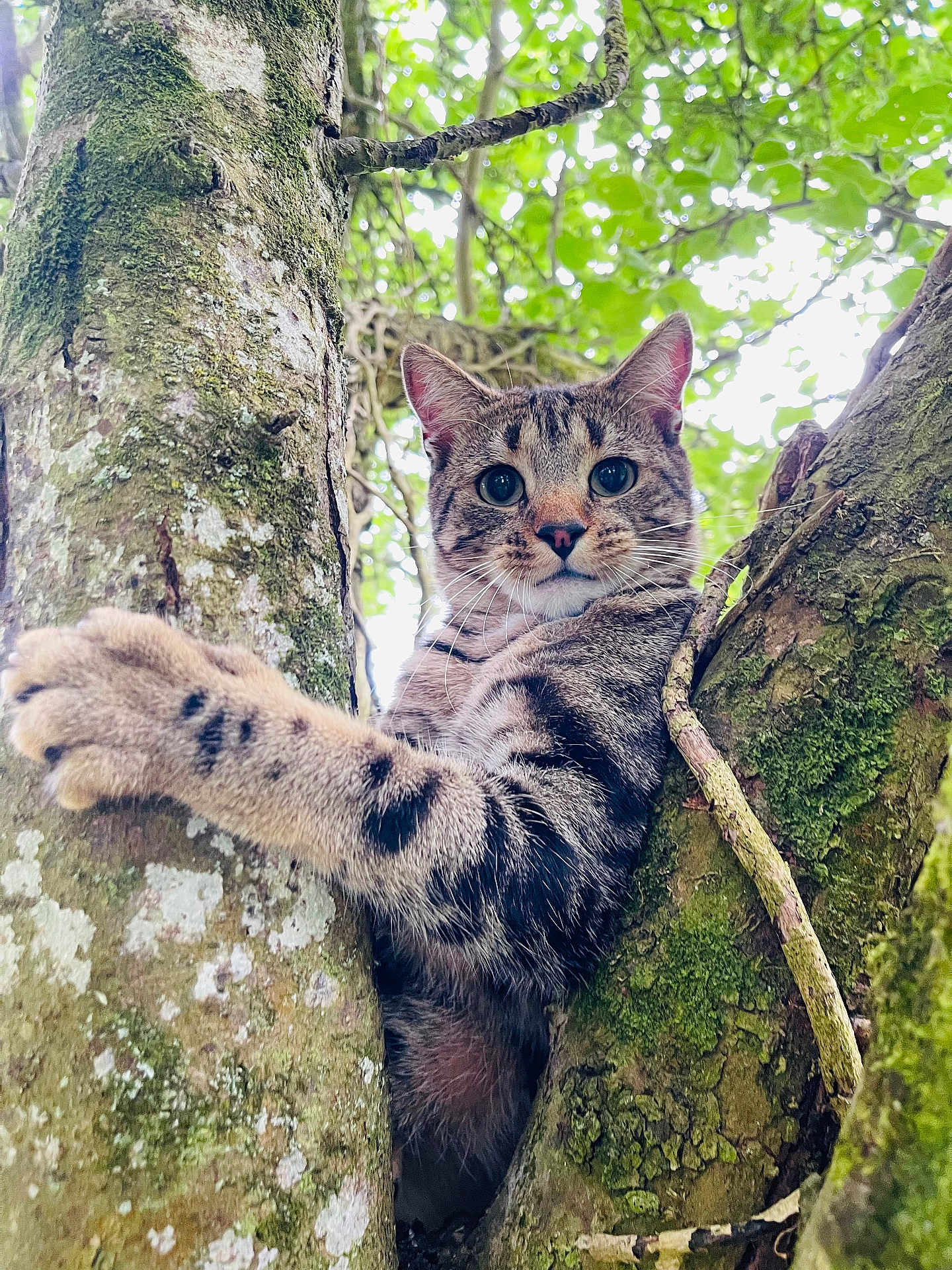 Lyo