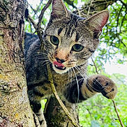 Lyo participe au concours pour gagner de l'argent avec cette photo : animal, branch, cat, claws, closeup, curious, eyes, fur, greenery, leaf, licking, mammal, nature, outdoor, paw, pet, tabby, tree, whiskers, wildlife