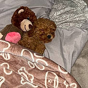 Boulette a rejoint le concours — aidez-le/la à gagner de superbes lots ! puppy, dog, teddy_bear, stuffed_animal, bed, blanket, pillow, bedding, sleeping, curly_fur, brown_dog, small_dog, cozy, indoors, bedroom, cuddling, patterned_blanket, soft_toy, resting, pet