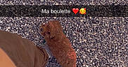 Boulette participe au concours pour gagner de l'argent avec cette photo : puppy, dog, curly_coat, small_dog, brown_dog, pet, animal, gravel, outdoor, ground, person, legs, pants, sneaker, shoe, looking_up, portrait, social_media, text_overlay, daylight