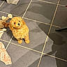 Boulette a rejoint le concours — aidez-le/la à gagner de superbes lots ! puppy, dog, curly_fur, small_dog, brown_fur, sitting, indoor, tile_floor, kitchen, toy, stuffed_animal, blanket, adorable, pet, portrait, looking_at_camera, fluffy, shadow, home, companionship