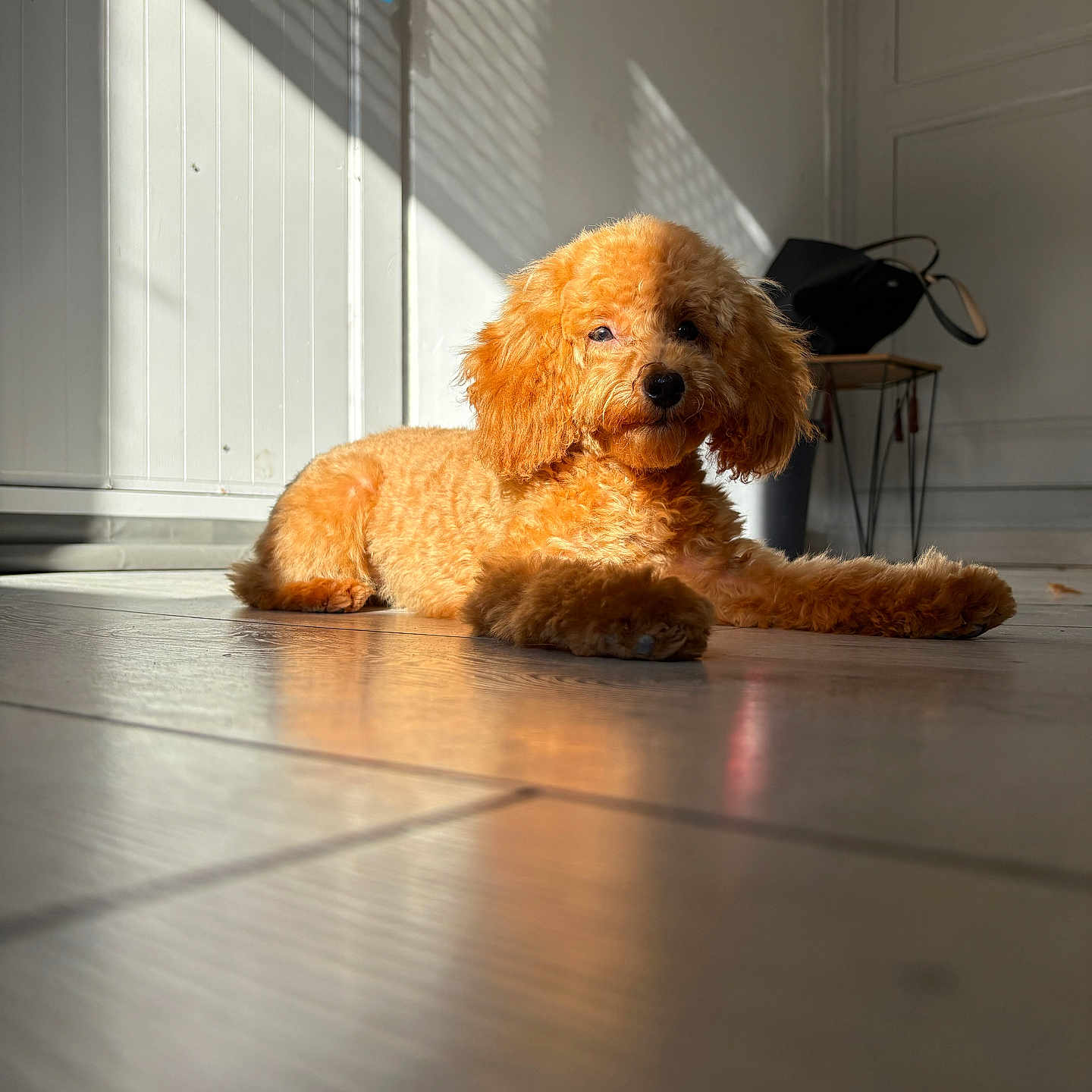 Boulette a rejoint le concours — aidez-le/la à gagner de superbes lots ! puppy, dog, curly_fur, orange_coat, small_dog, lying_down, relaxed, indoor, sunlight, sunbeam, floor, wooden_floor, reflection, shadow, window, door, home, portrait, cute, pet