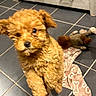 Boulette a rejoint le concours — aidez-le/la à gagner de superbes lots ! puppy, dog, curly_fur, brown_fur, small_dog, sitting, pet, animal, portrait, indoors, tile_floor, blanket, stuffed_toy, plush_toy, floppy_ears, black_nose, dark_eyes, home, cute, playful