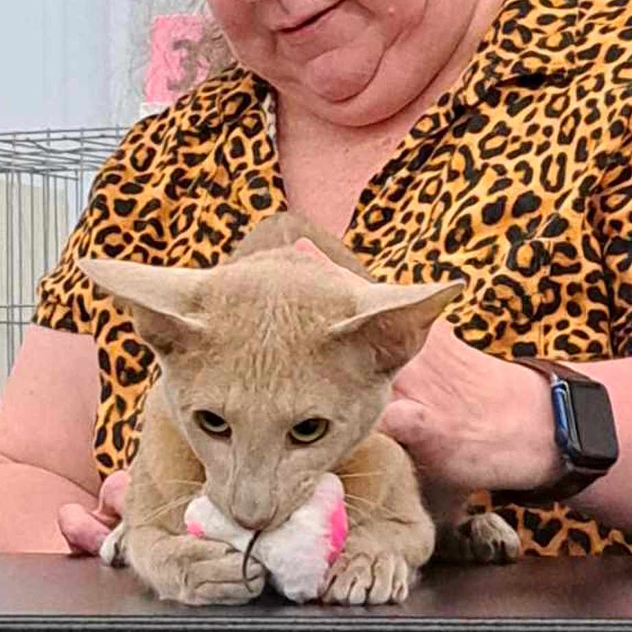 Michele'S Magical Mischief