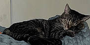 Janet joined the competition — help win amazing prizes! animal, bedroom, blanket, calm, cat, chunky_knit, cozy, cute, domestic_animal, feline, fur, indoor, paws, pet, quiet, relaxed, resting, sleeping, tabby, whiskers