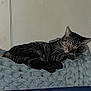 animal, bedroom, blanket, calm, cat, chunky_knit, cozy, cute, domestic_animal, feline, fur, indoor, paws, pet, quiet, relaxed, resting, sleeping, tabby, whiskers