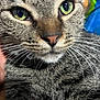 Janet joined the competition — help win amazing prizes! animal, cat, close_up, closeup, cute, domestic, eyes, face, feline, fur, green_eyes, indoor, mammal, nose, pet, portrait, tabby, tabby_cat, whiskers