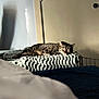 Janet is registered to the contest to win money with this photo: bedroom, blanket, cat, closeup, comfort, cozy, domestic_animal, feline, home_interior, indoor, knit, pet, quiet, relaxation, resting, shadow, sleeping, soft_light, sunlight, tabby_cat