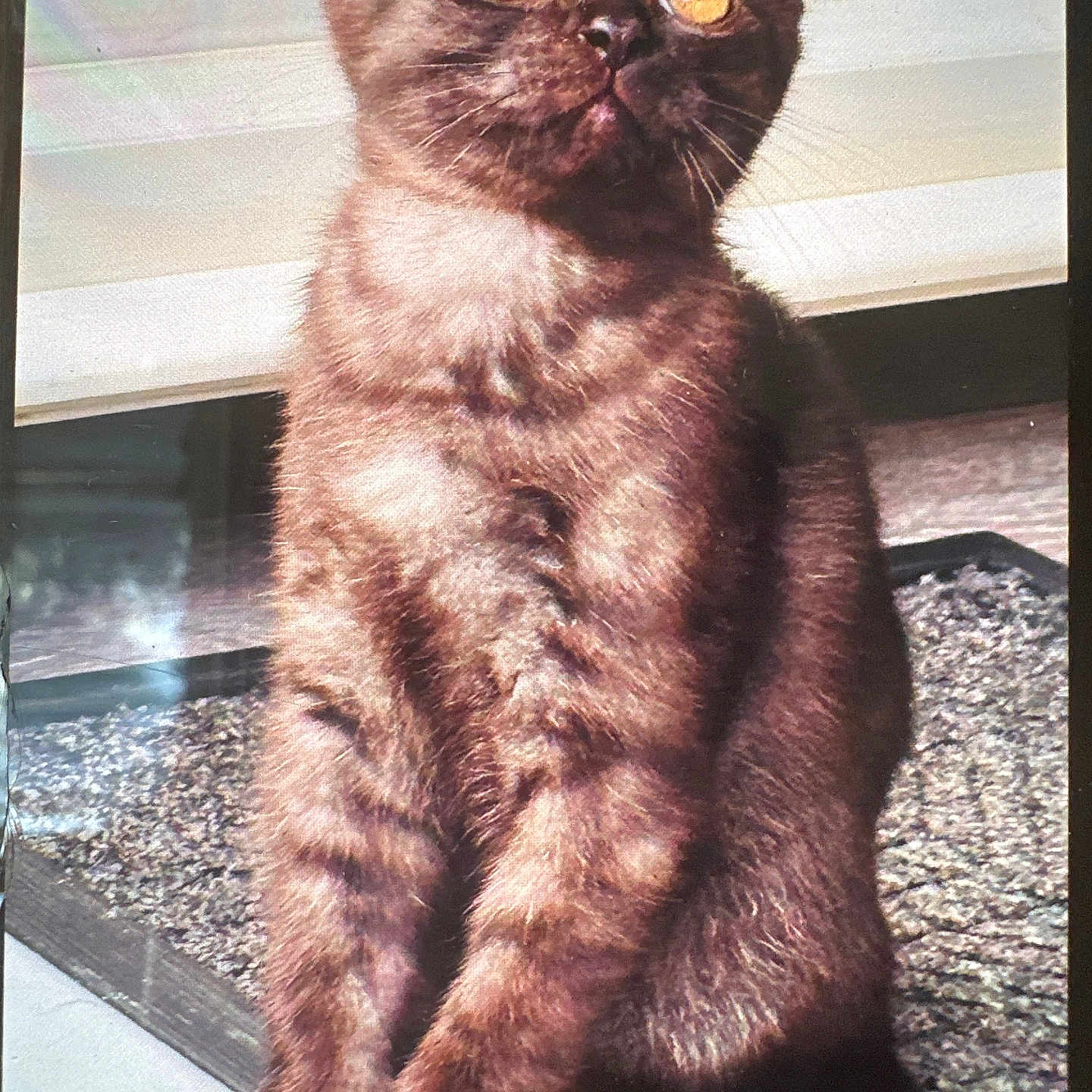 Tayson joined the competition — help win amazing prizes! alert, amber_eyes, animal, brown_fur, cat, closeup, curious, cute, domestic_cat, feline, fur_texture, furry, indoor, pet, portrait, sitting, soft_light, whiskers, window_sill, young_cat