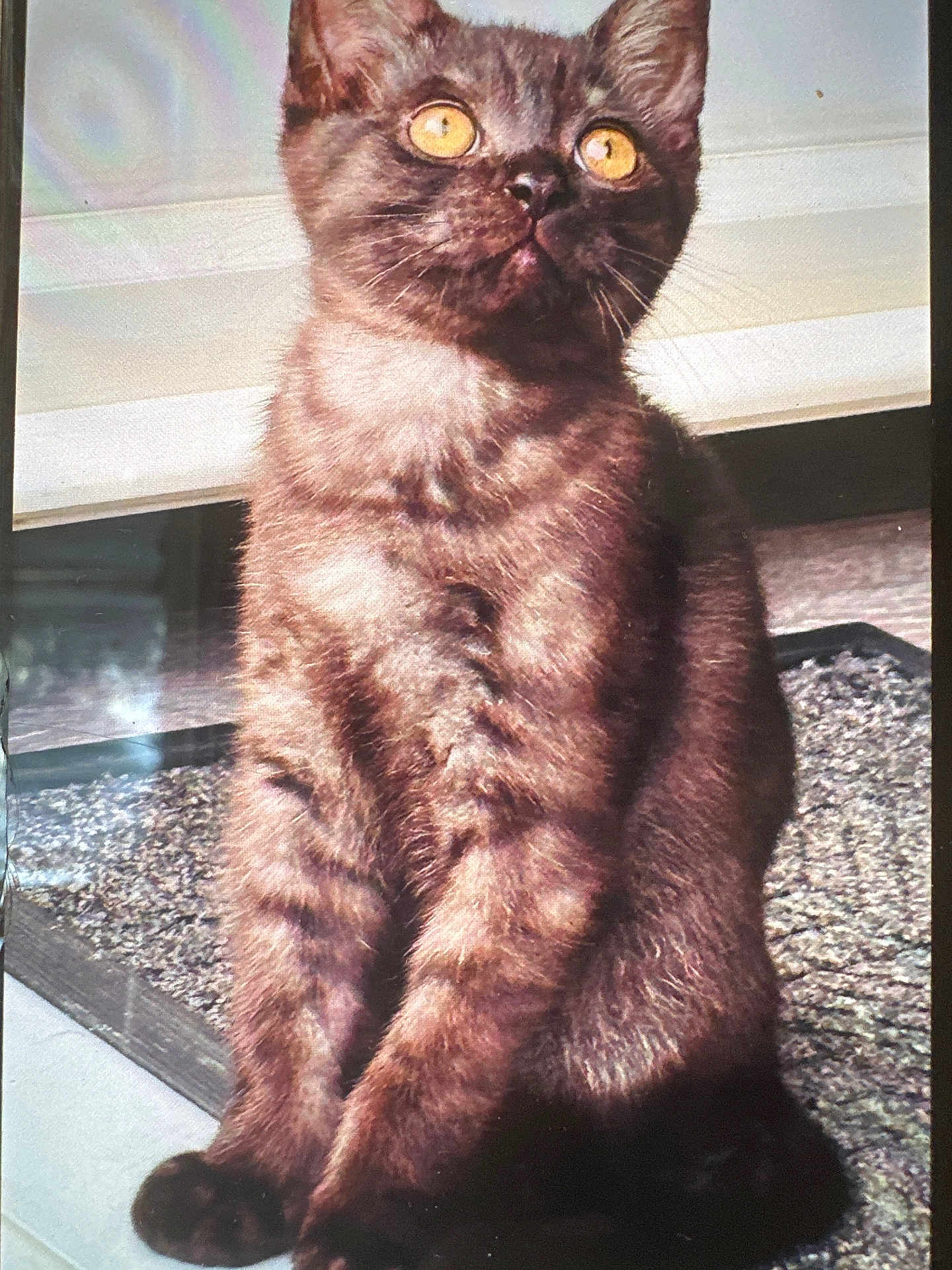 Tayson joined the competition — help win amazing prizes! cat, amber_eyes, brown_fur, sitting, portrait, indoor, curious, feline, pet, animal, fur_texture, whiskers, window_sill, soft_light, closeup, alert, young_cat, domestic_cat, furry, cute