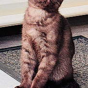 Tayson is registered to the contest to win money with this photo: cat, kitten, animal, pet, fur, whiskers, ears, eyes, sitting, indoors, doorstep, mat, curious, young, feline, cute, domestic, closeup, portrait, looking_up