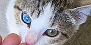 Kira is registered to the contest to win money with this photo: animal, blue_eye, brown, cat, close_up, curious, cute, domestic, fingers, fur, green_eye, hand, heterochromia, indoor, mammal, pet, sniffing, tabby, whiskers, white