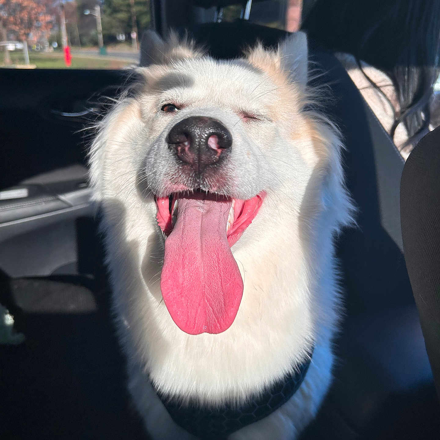 Skyler joined the competition — help win amazing prizes! adult, animal, architecture, bodypart, building, canine, cushion, dog, eskimodog, female, homedecor, husky, mouth, outdoors, person, pet, puppy, tongue, whitedog, woman