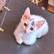 Diamond is registered to the contest to win money with this photo: kitten, cat, animal, pet, white_fur, curious, sitting, indoor, furniture, suitcase, ears, eyes, small, cute, young, fur, paws, adorable, looking_up, domestic_animal