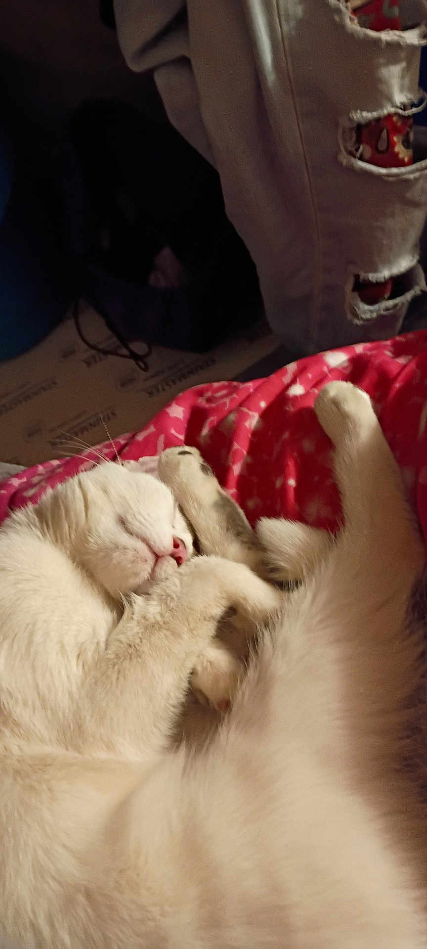 Diamond is registered to the contest to win money with this photo: cat, sleeping, white_cat, fur, pet, cozy, blanket, indoor, resting, cute, paw, animal, feline, relaxed, comfort, pink_nose, whiskers, soft, domestic_animal, closeup