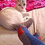 cat, white_cat, gray_markings, bed, blanket, pink_blanket, socks, blue_socks, orange_stripes, feet, wooden_wall, dresser, chair, indoor, relaxed, pet, feline, cozy, home, resting
