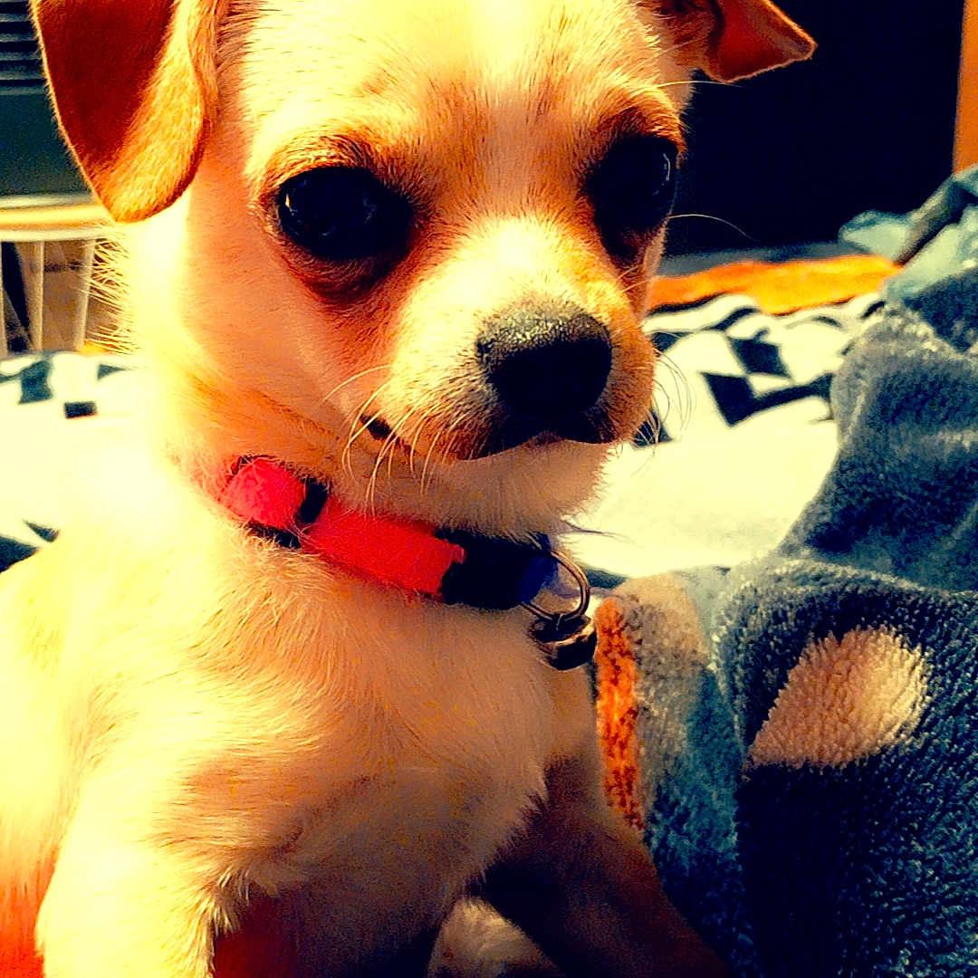 Coco a rejoint le concours — aidez-le/la à gagner de superbes lots ! animal, bed, bedroom, blanket, boxer, bulldog, canine, chihuahua, couch, dog, furniture, hound, indoors, person, pet, pug, puppy, room, terrier, whitedog