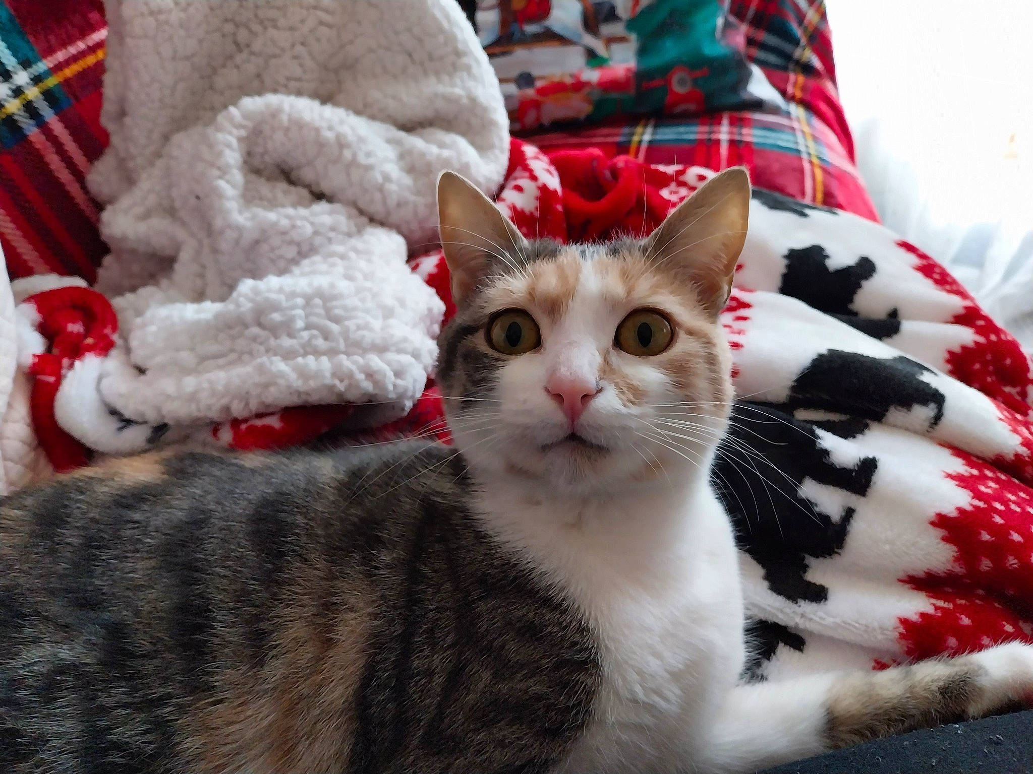 Koukie participe au concours pour gagner de l'argent avec cette photo : carmine, carnivore, cat, cat_supply, claw, comfort, domestic_short_haired_cat, felidae, fur, linens, pattern, paw, plaid, small_to_medium_sized_cats, snout, tail, tartan, tree, whiskers